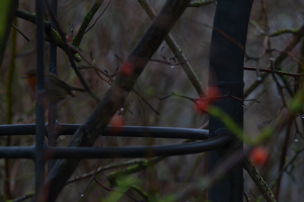 European Robin - ML133491601