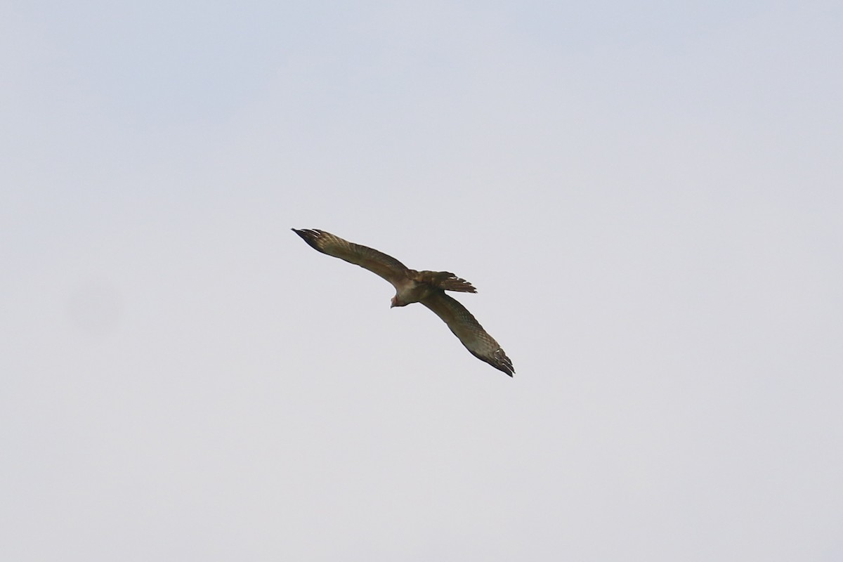 Oriental Honey-buzzard - ML133491701