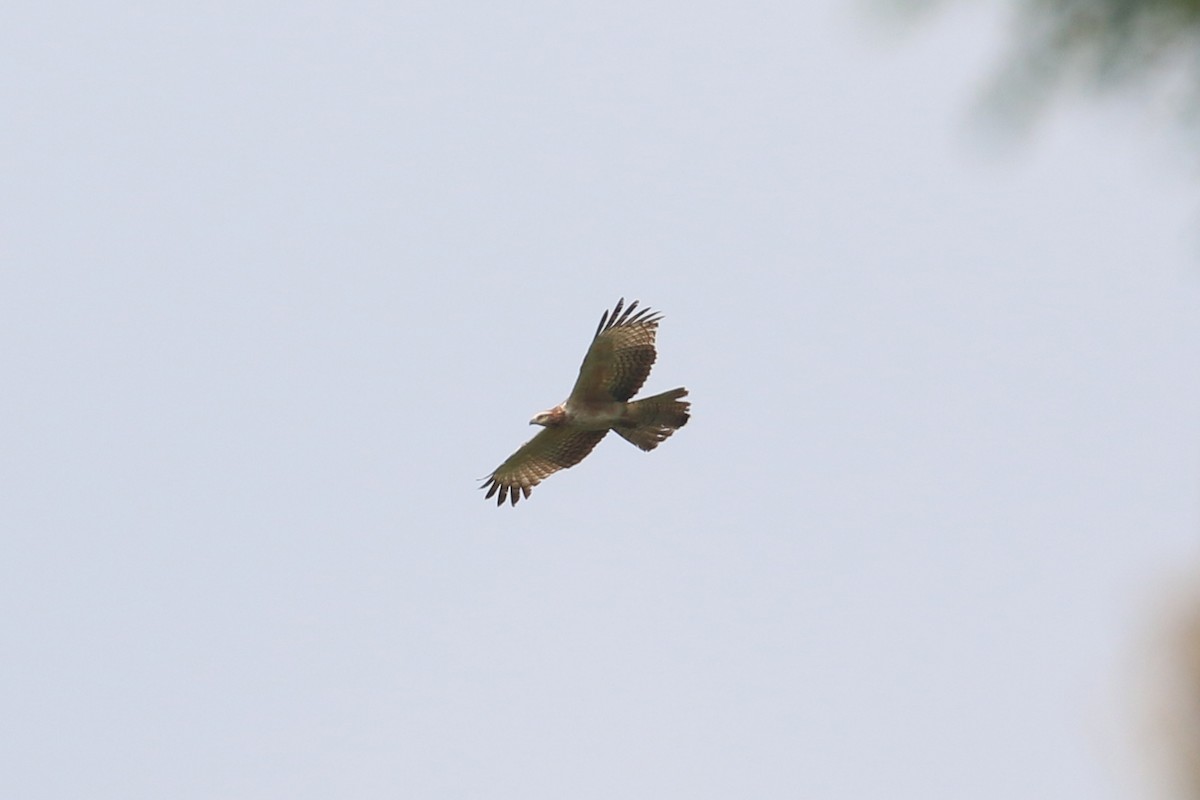 Oriental Honey-buzzard - ML133491881