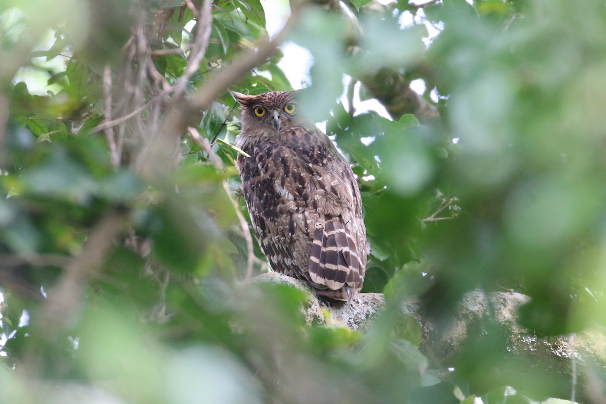 Brown Fish-Owl - Oscar Campbell