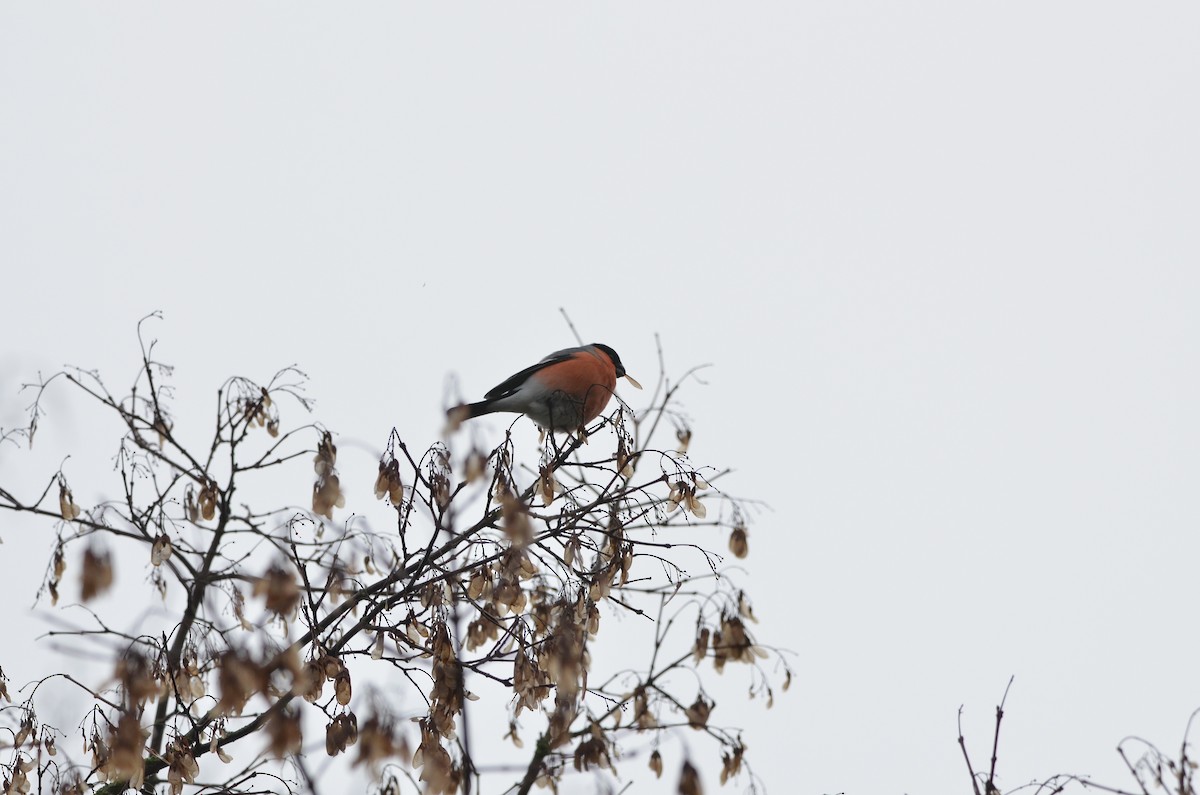 Eurasian Bullfinch - ML133491981