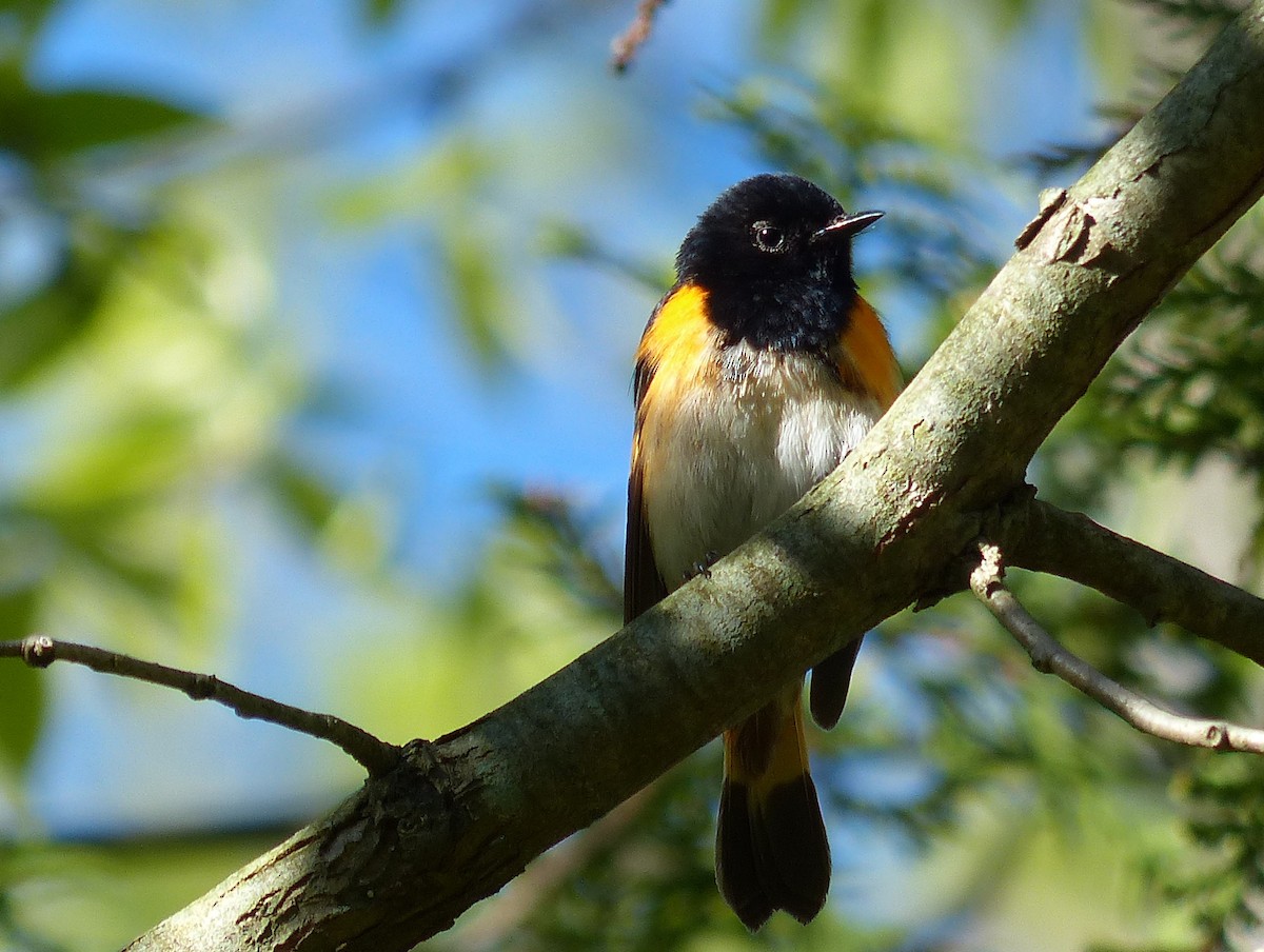 American Redstart - ML133492041