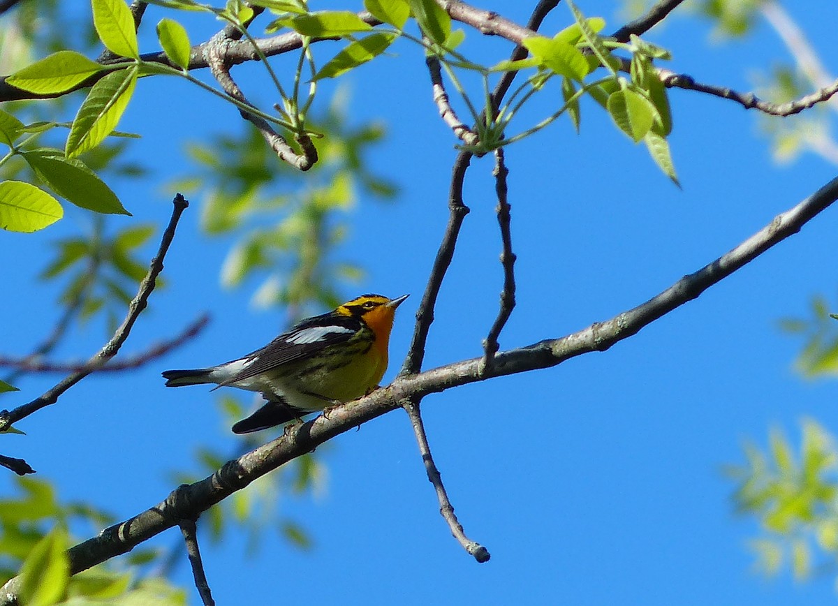 Blackburnian Warbler - ML133492101