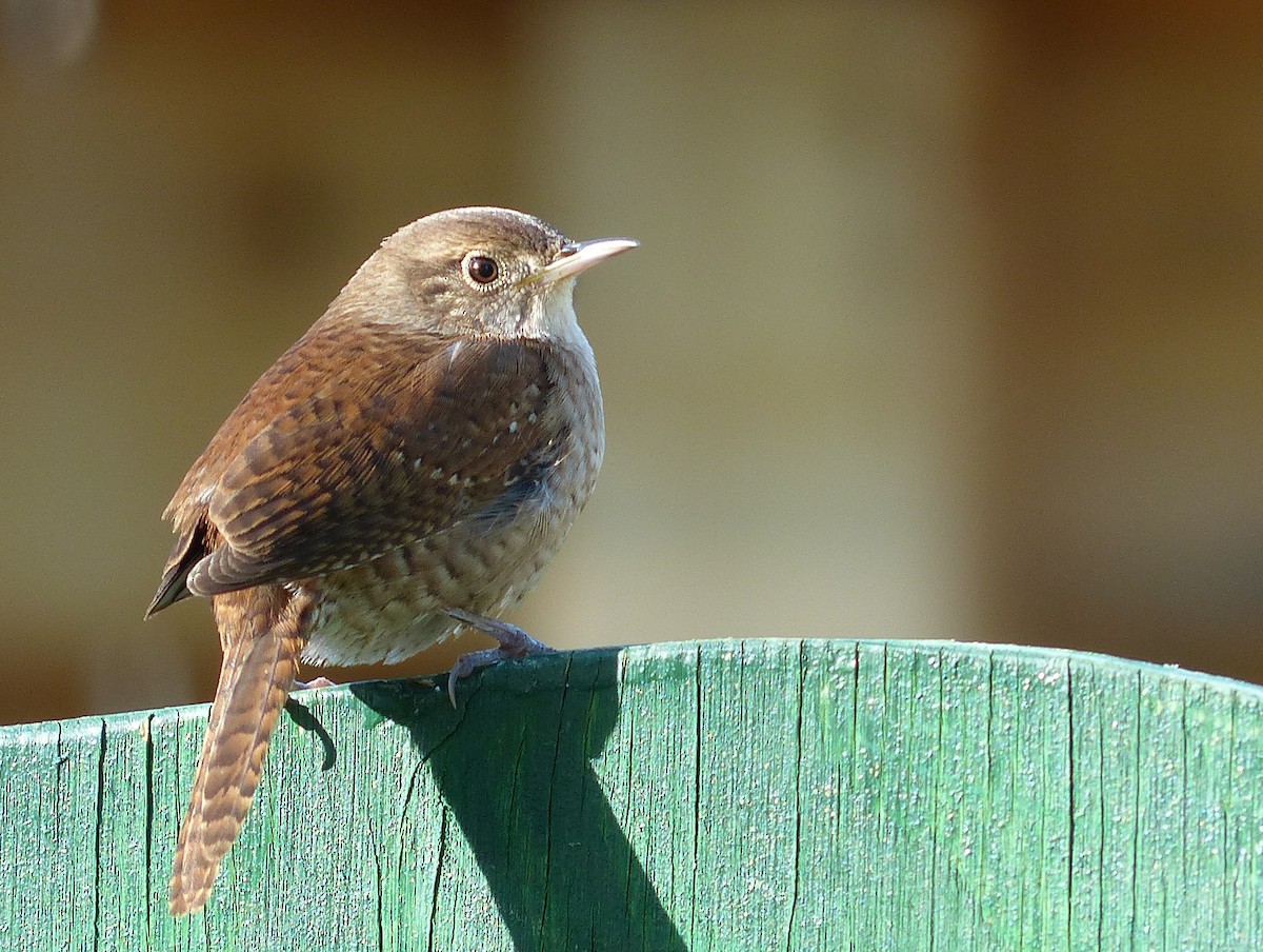 House Wren - ML133492111