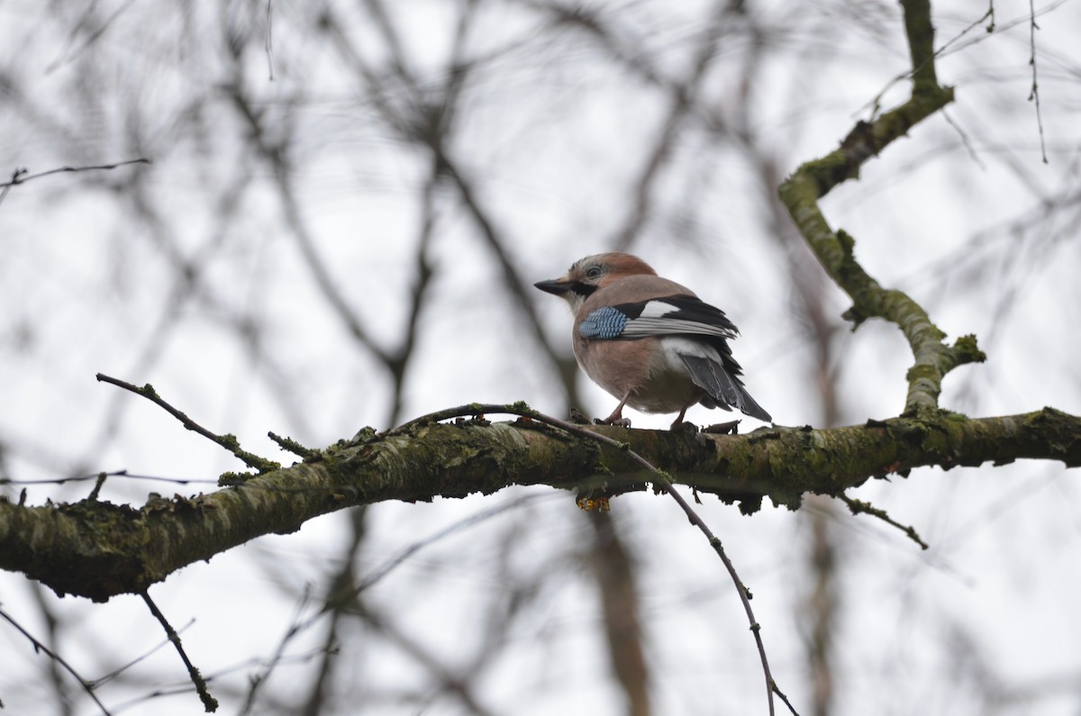 Eurasian Jay - ML133492121