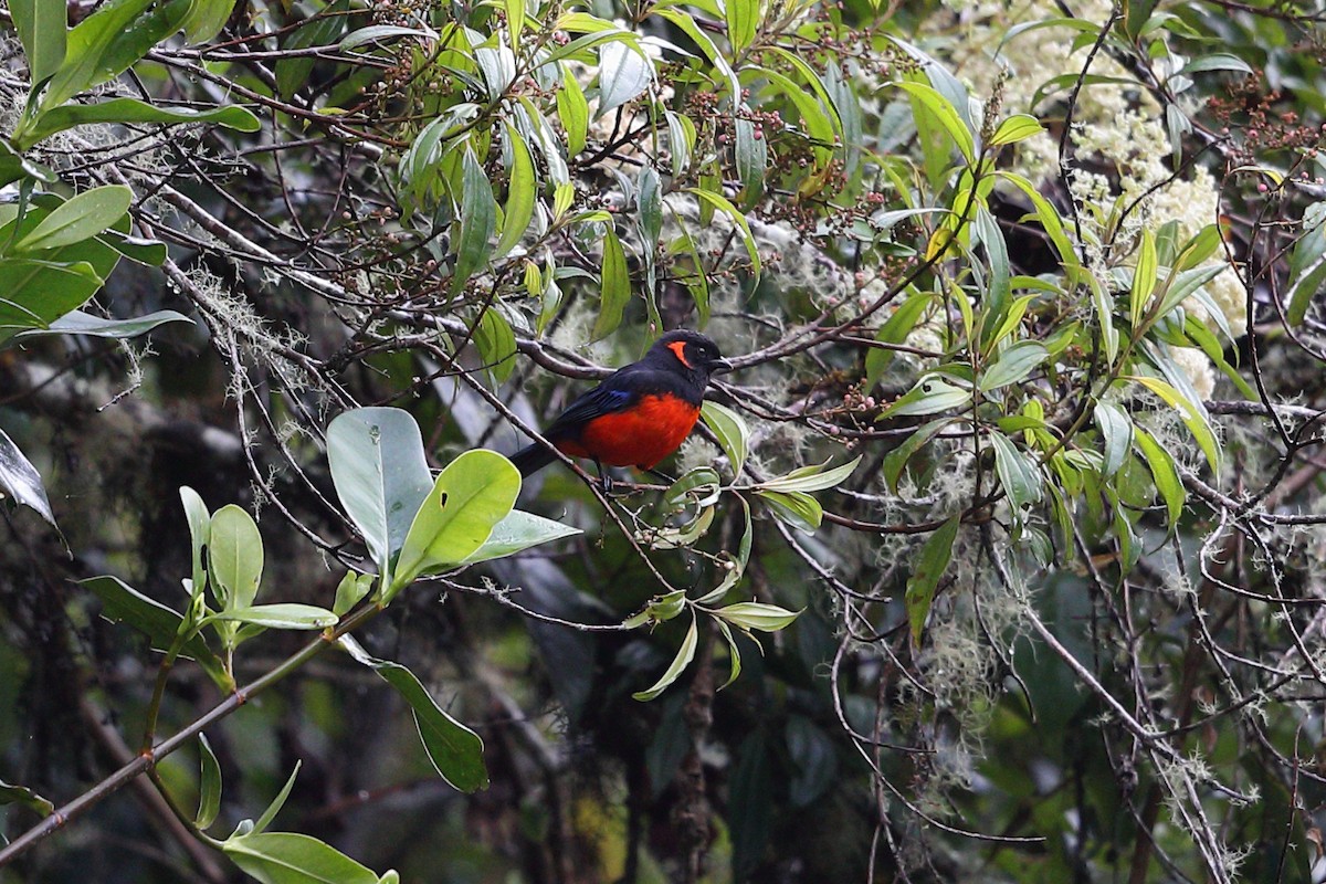 Scarlet-bellied Mountain Tanager - ML133492261