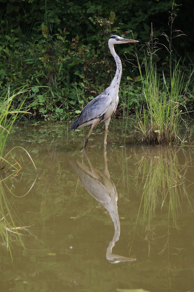 Gray Heron - ML133492611