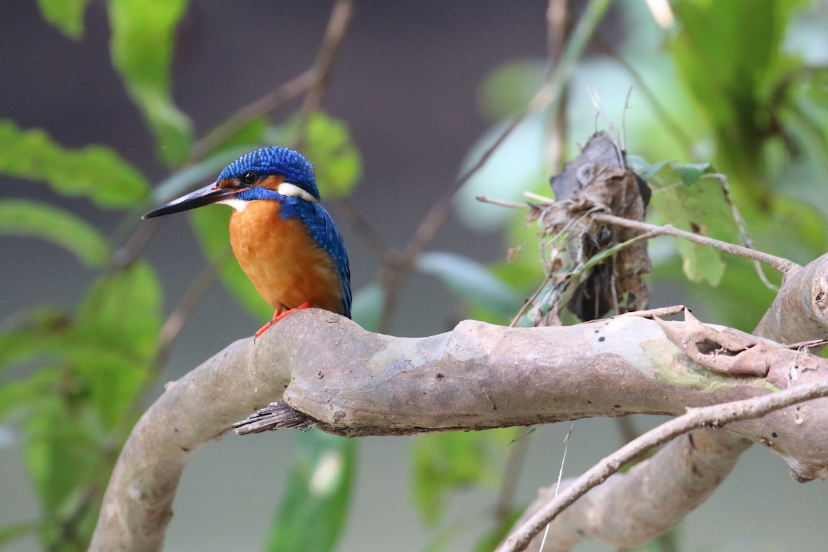 Common Kingfisher - ML133492701