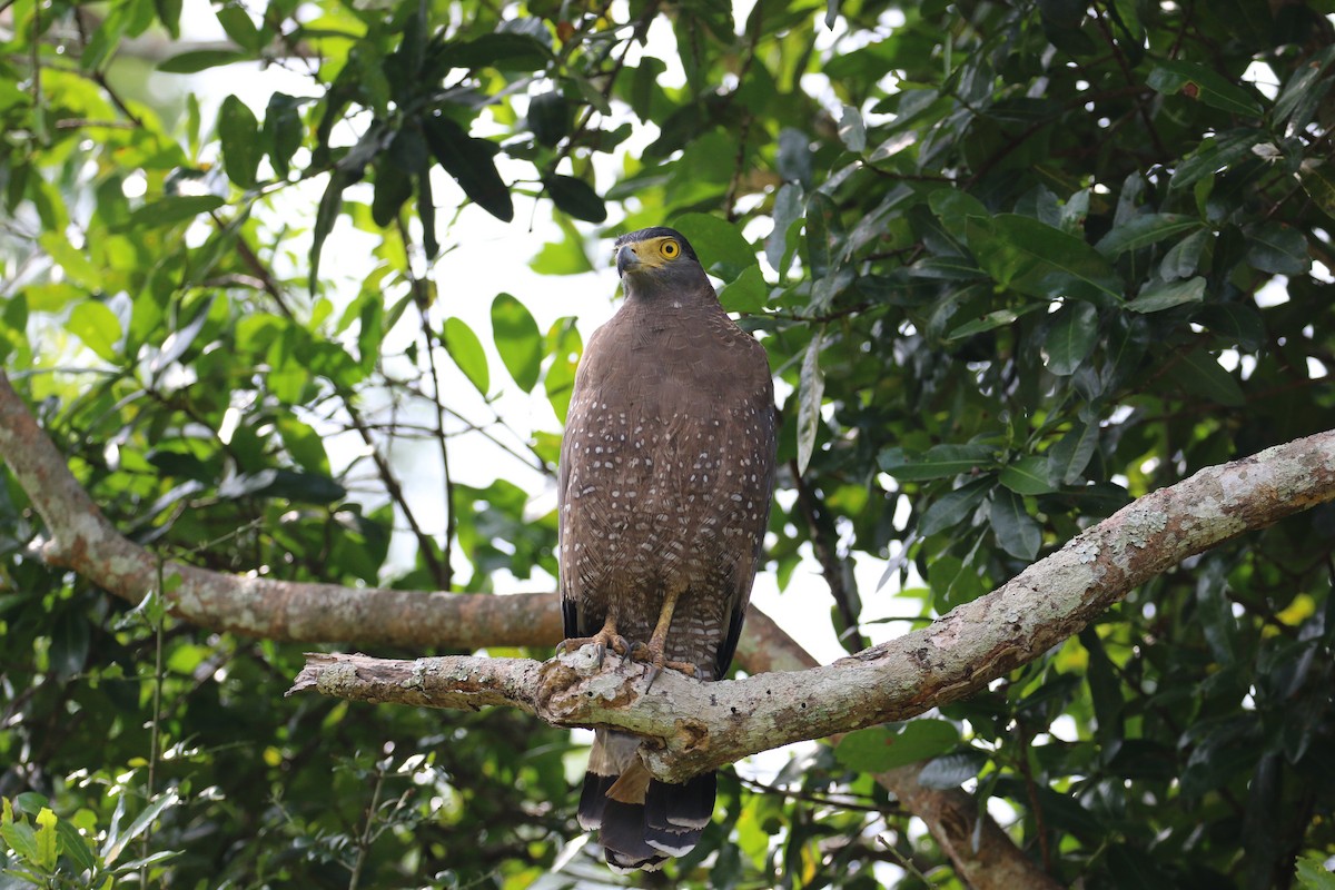 Crested Serpent-Eagle - ML133492711