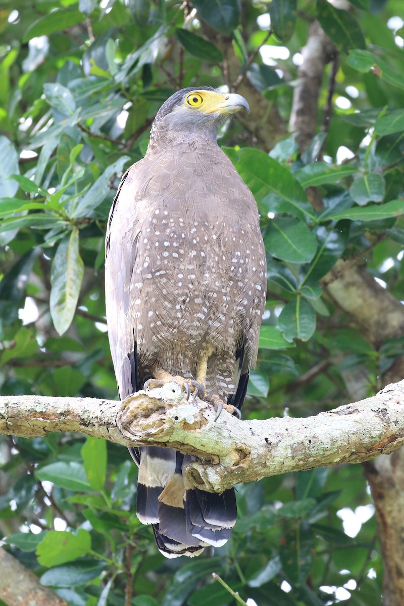 Crested Serpent-Eagle - ML133492751