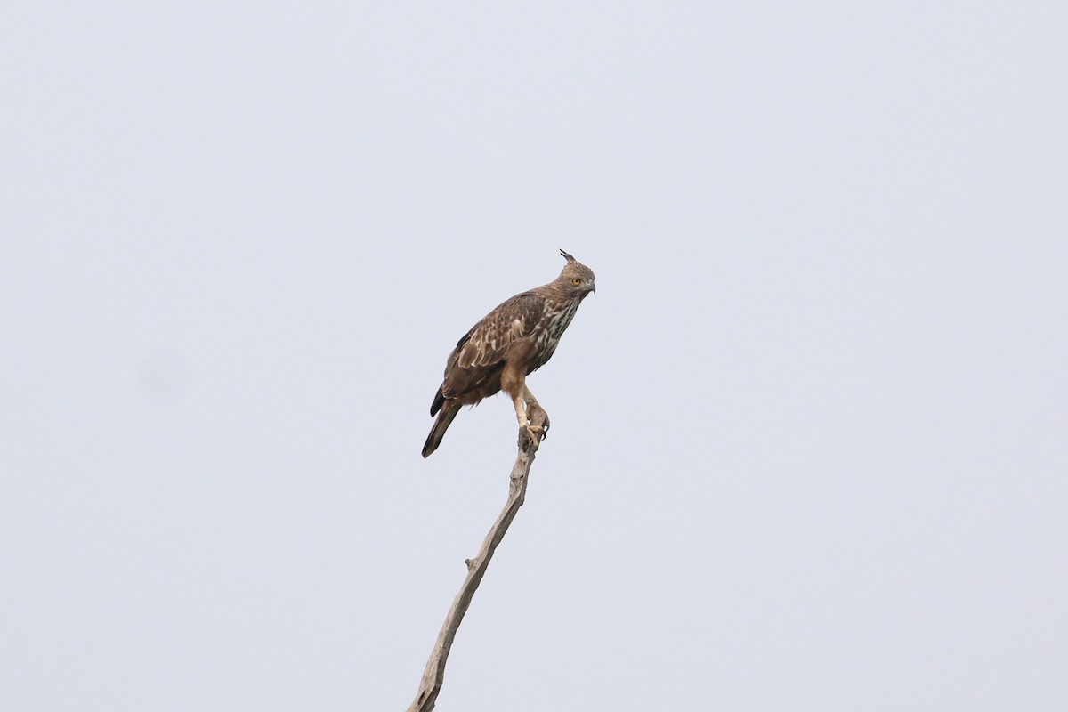 Changeable Hawk-Eagle (Crested) - Oscar Campbell