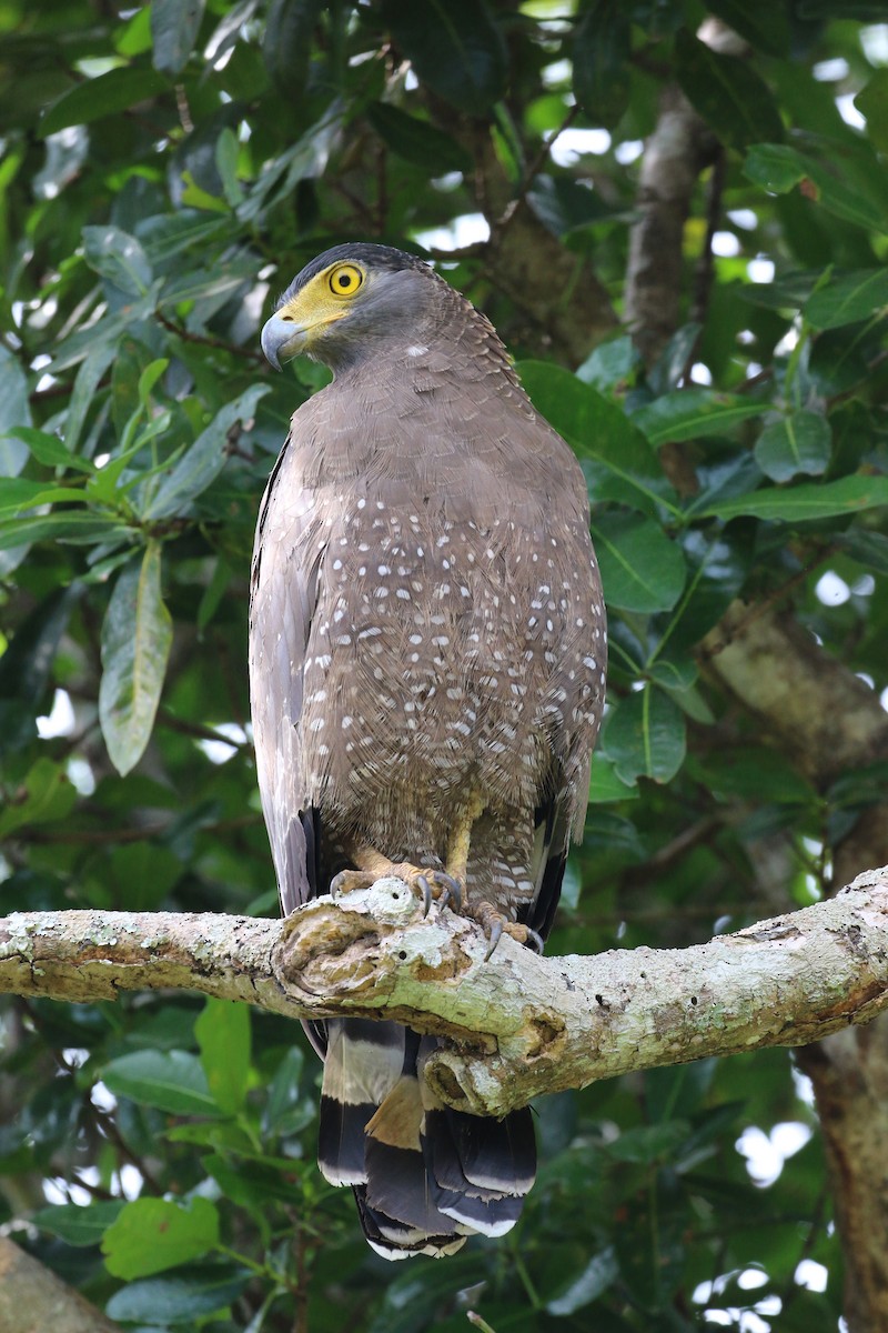 Crested Serpent-Eagle - ML133492911