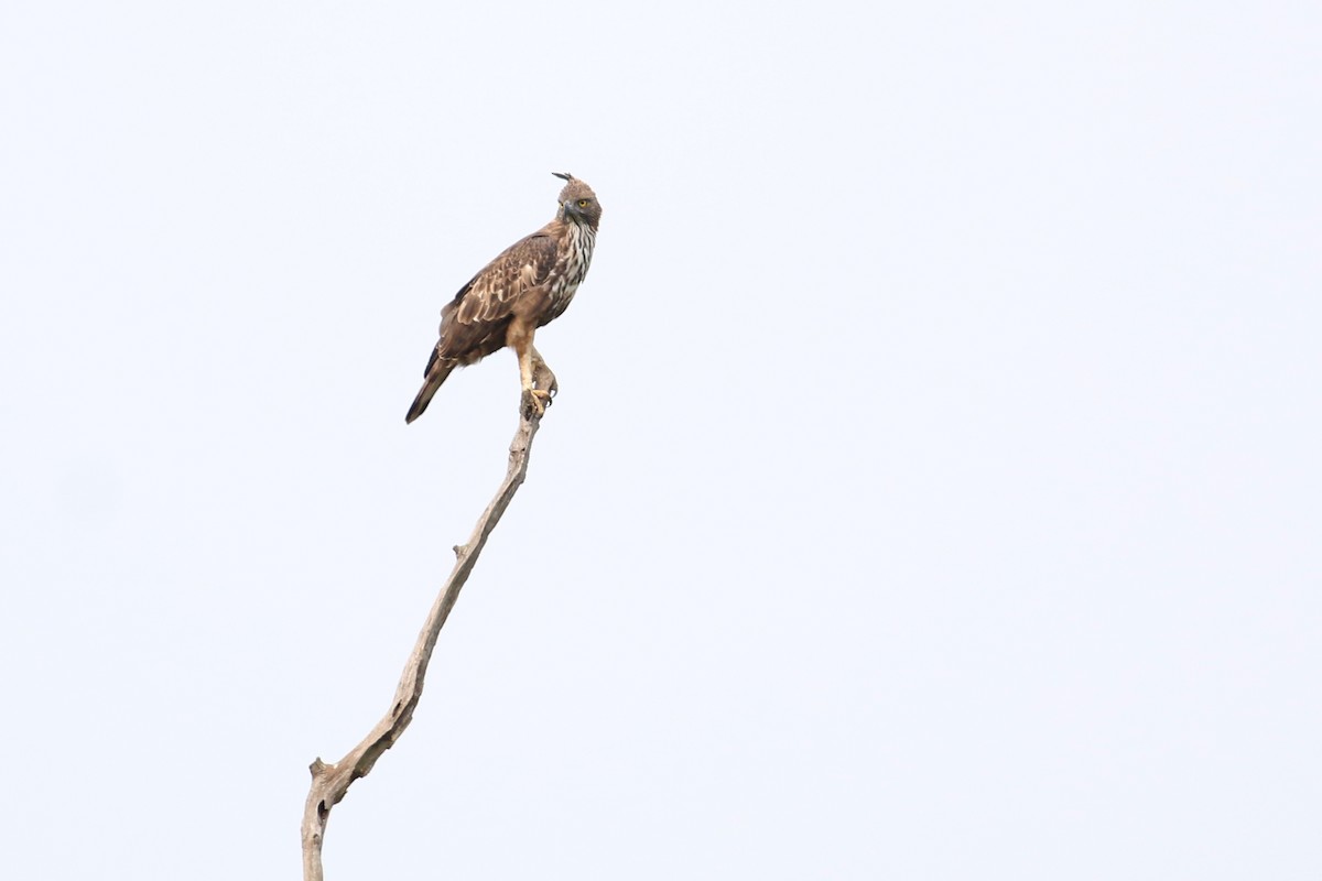 Изменчивый хохлатый орёл (cirrhatus/ceylanensis) - ML133492921