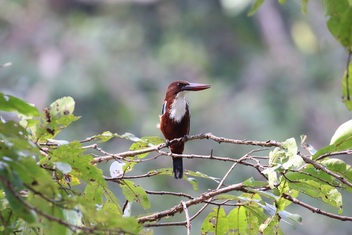 White-throated Kingfisher - Oscar Campbell