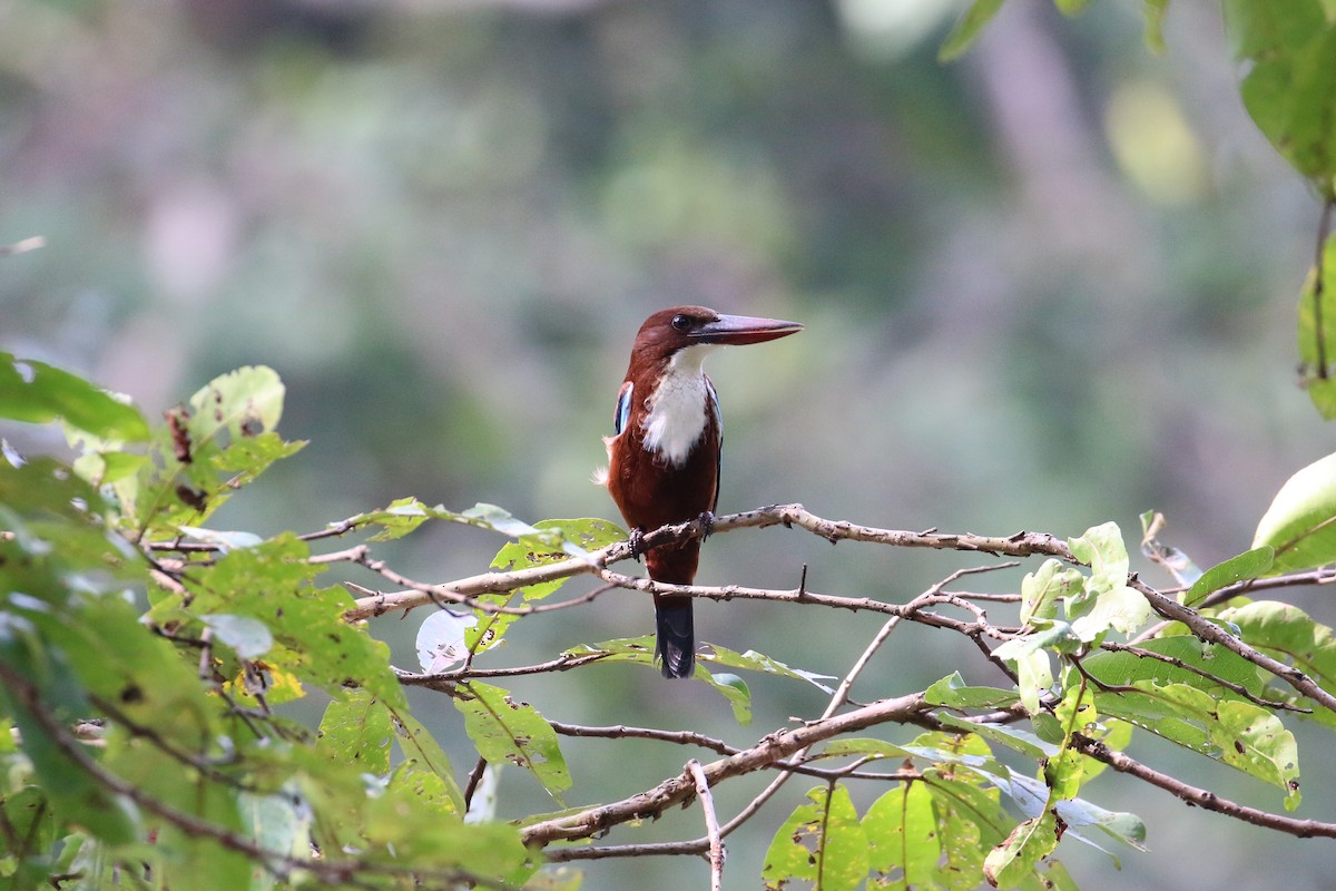 White-throated Kingfisher - ML133493161