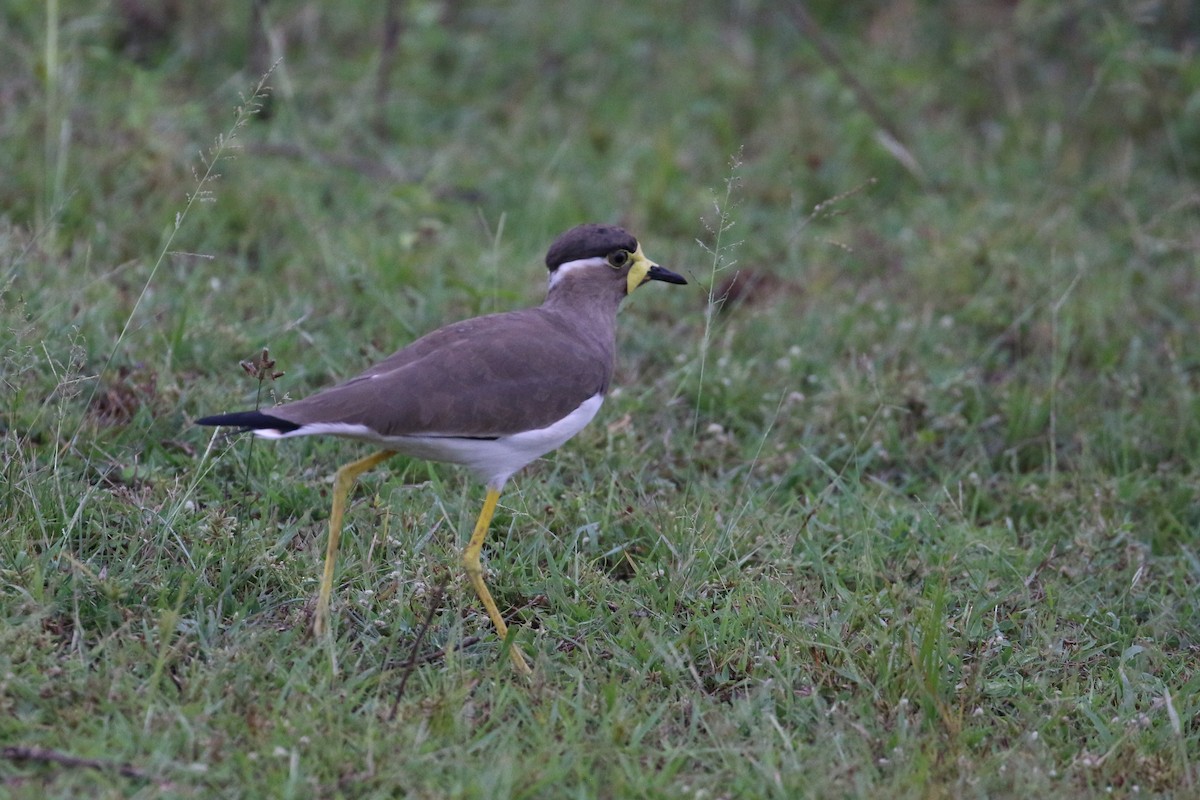 Yellow-wattled Lapwing - Oscar Campbell