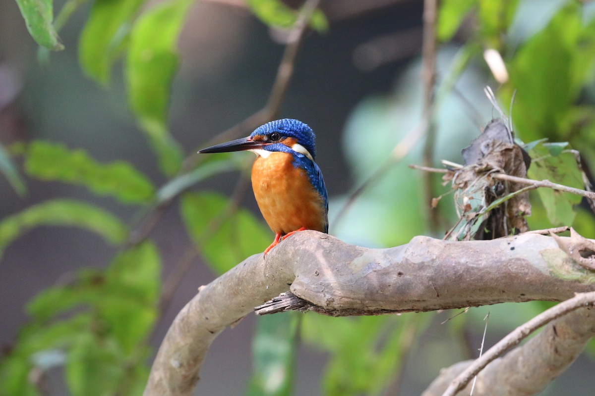 Common Kingfisher - ML133493431