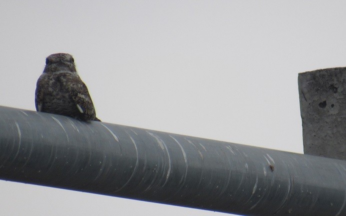 Lesser Nighthawk - LEODAN ARCOS