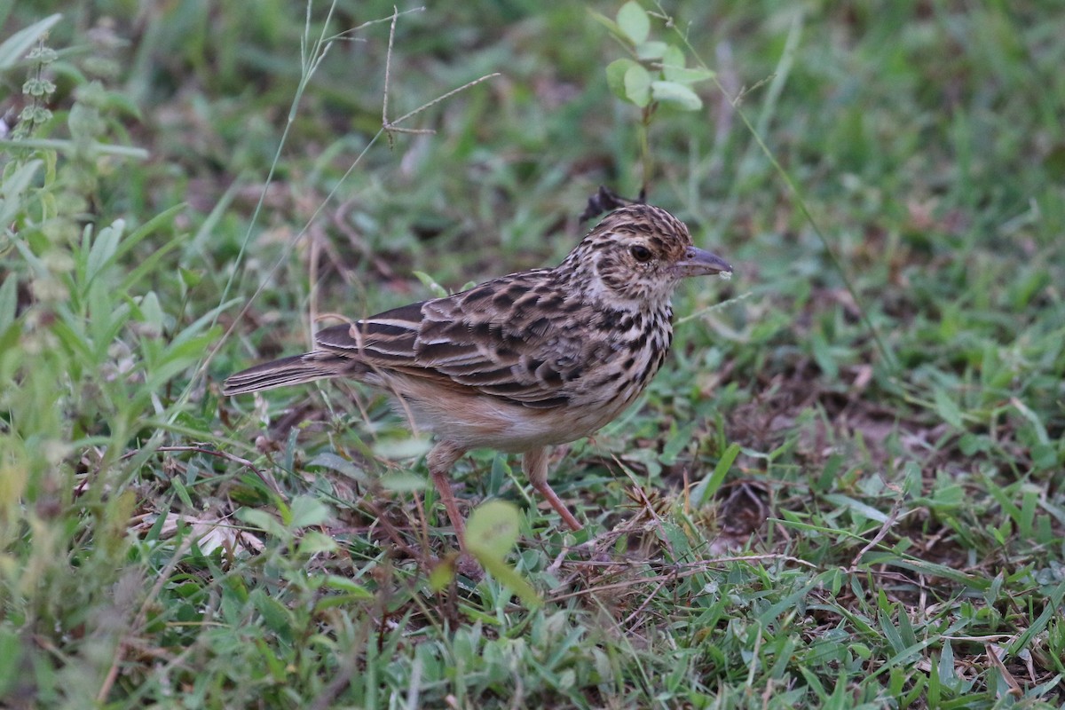 Jerdon's Bushlark - ML133493501