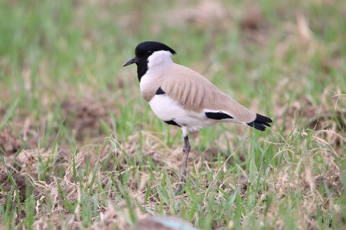 River Lapwing - ML133494071