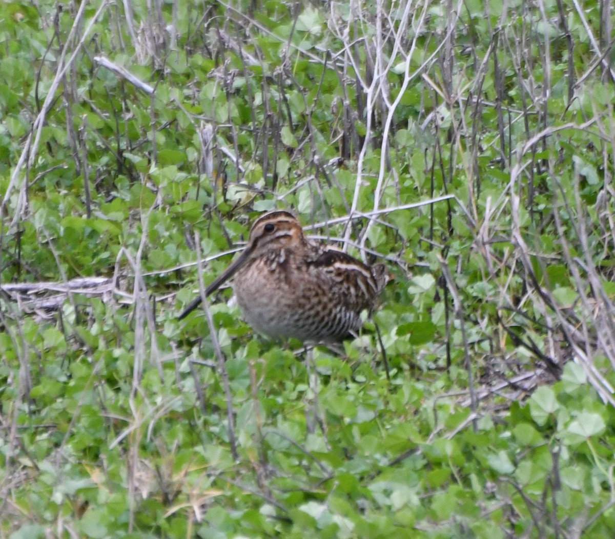 Wilson's Snipe - ML133494931