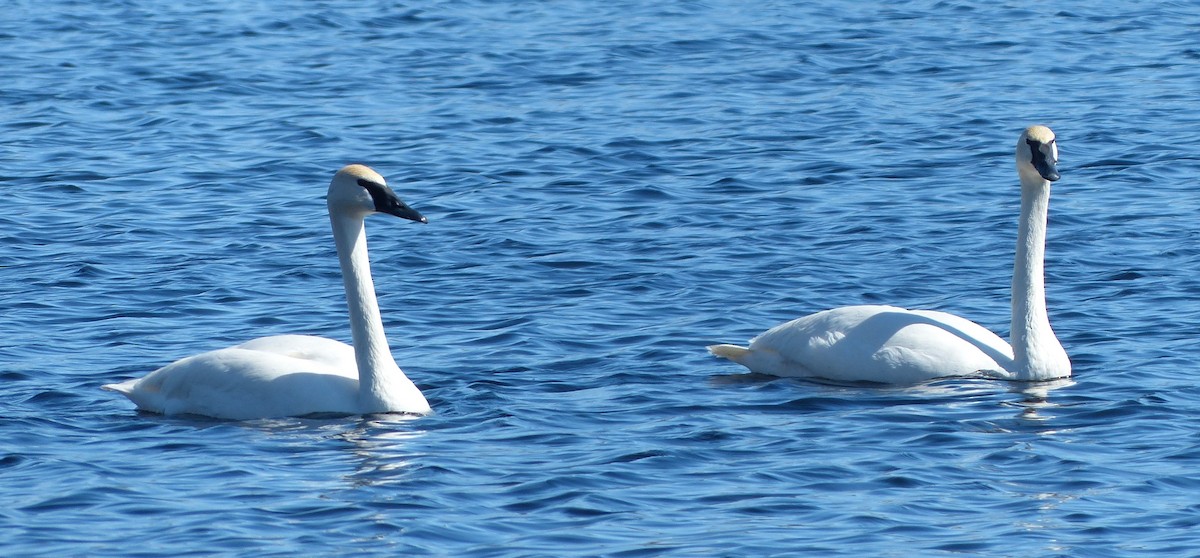 Trumpeter Swan - ML133495861