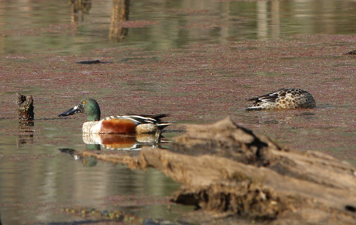 Northern Shoveler - ML133497011
