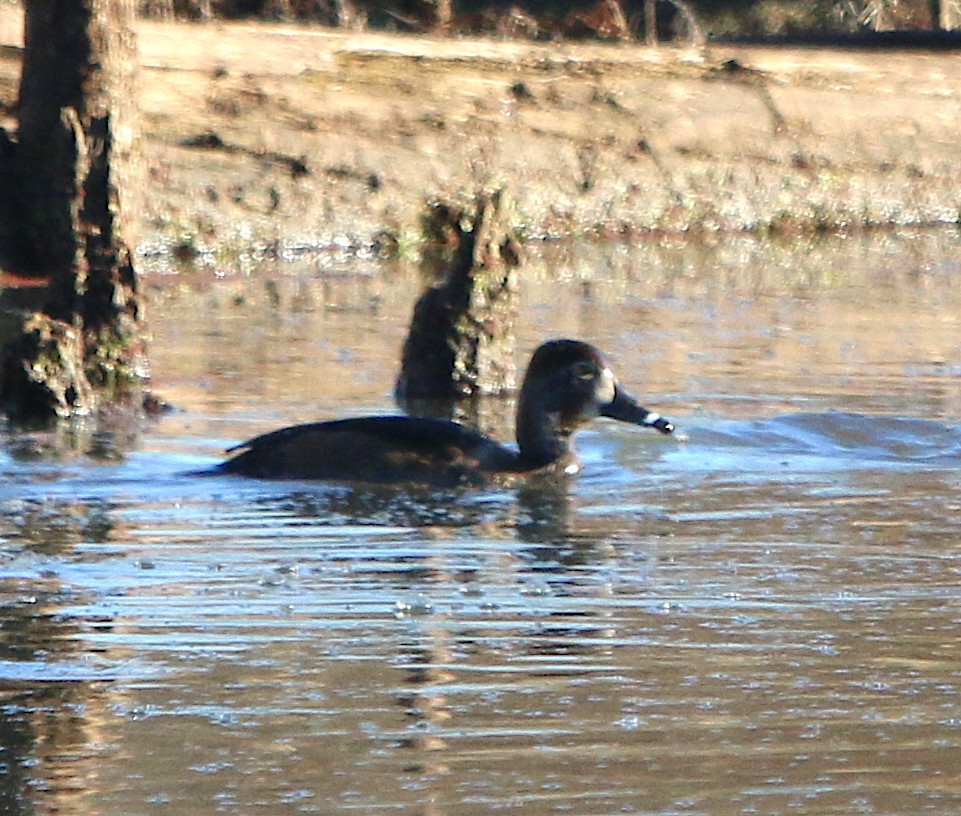 Ring-necked Duck - ML133497191