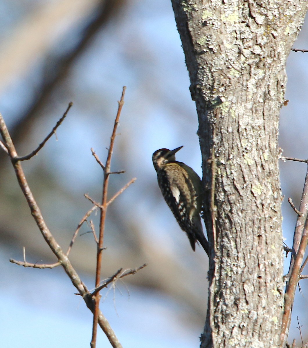 Yellow-bellied Sapsucker - ML133497431