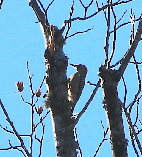 Red-bellied Woodpecker - ML133497561