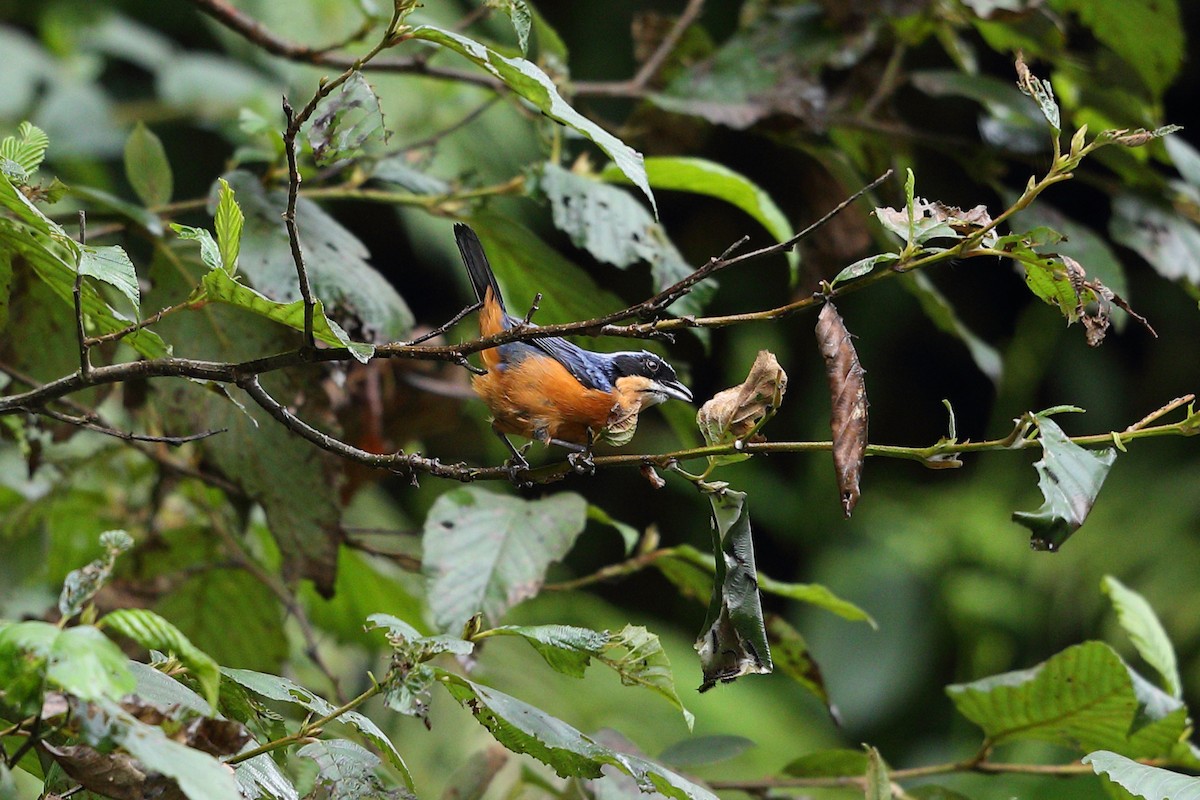 Chestnut-bellied Mountain Tanager - ML133498861