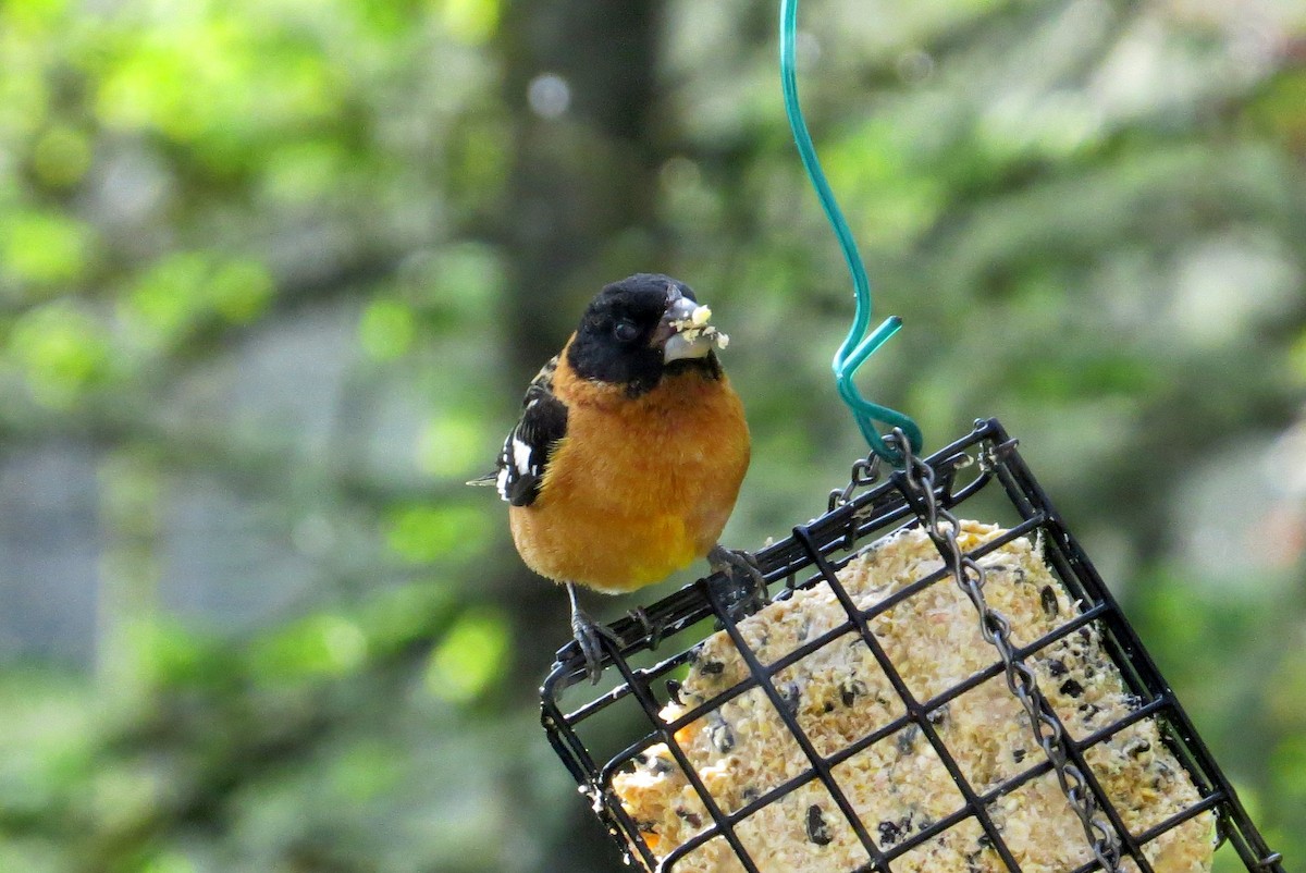 Black-headed Grosbeak - Jeff Harding