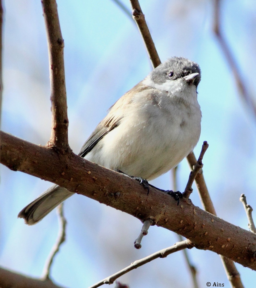 Curruca Zarcerilla (curruca/blythi/halimodendri) - ML133501121