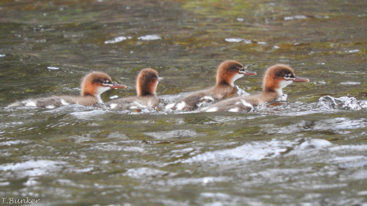 Red-breasted Merganser - ML133501541