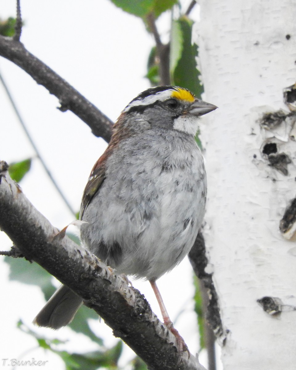 White-throated Sparrow - Thomas Bunker