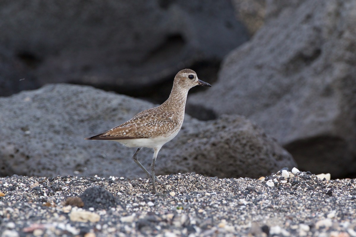 Black-bellied Plover - Reginald  David