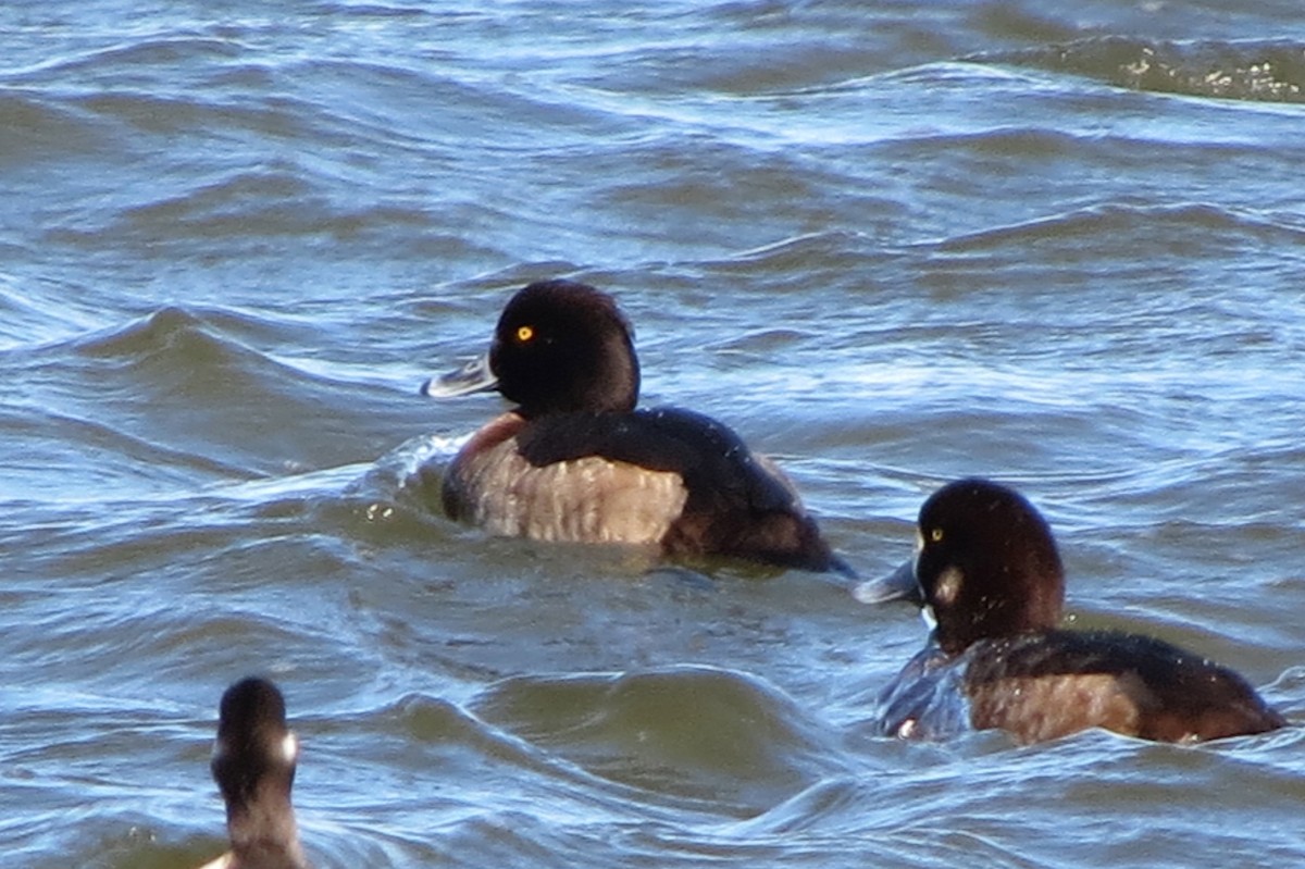 Tufted Duck - ML133506511