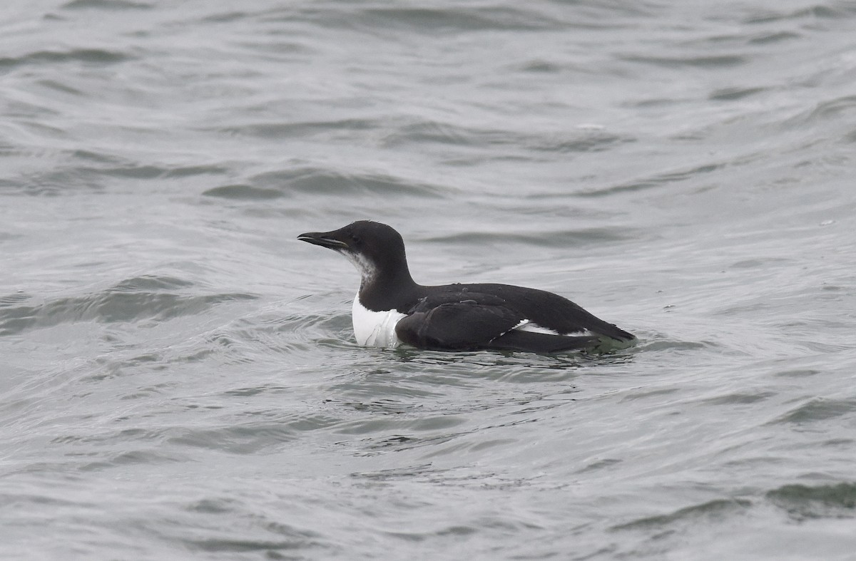 Thick-billed Murre - ML133506681