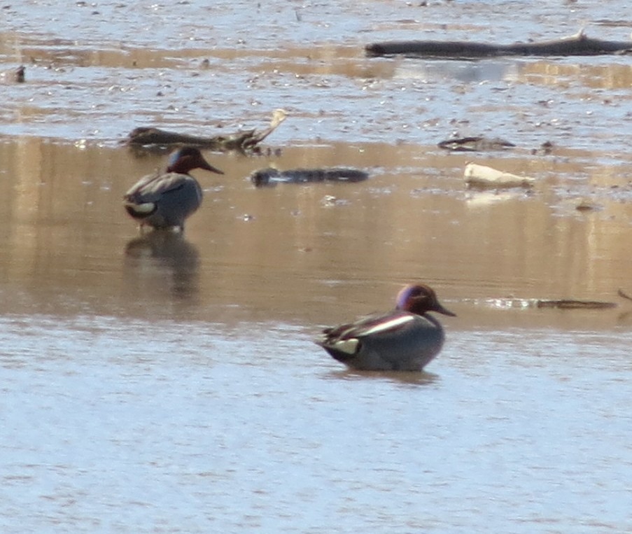 Zertzeta arrunta (eurasiarra) - ML133508331