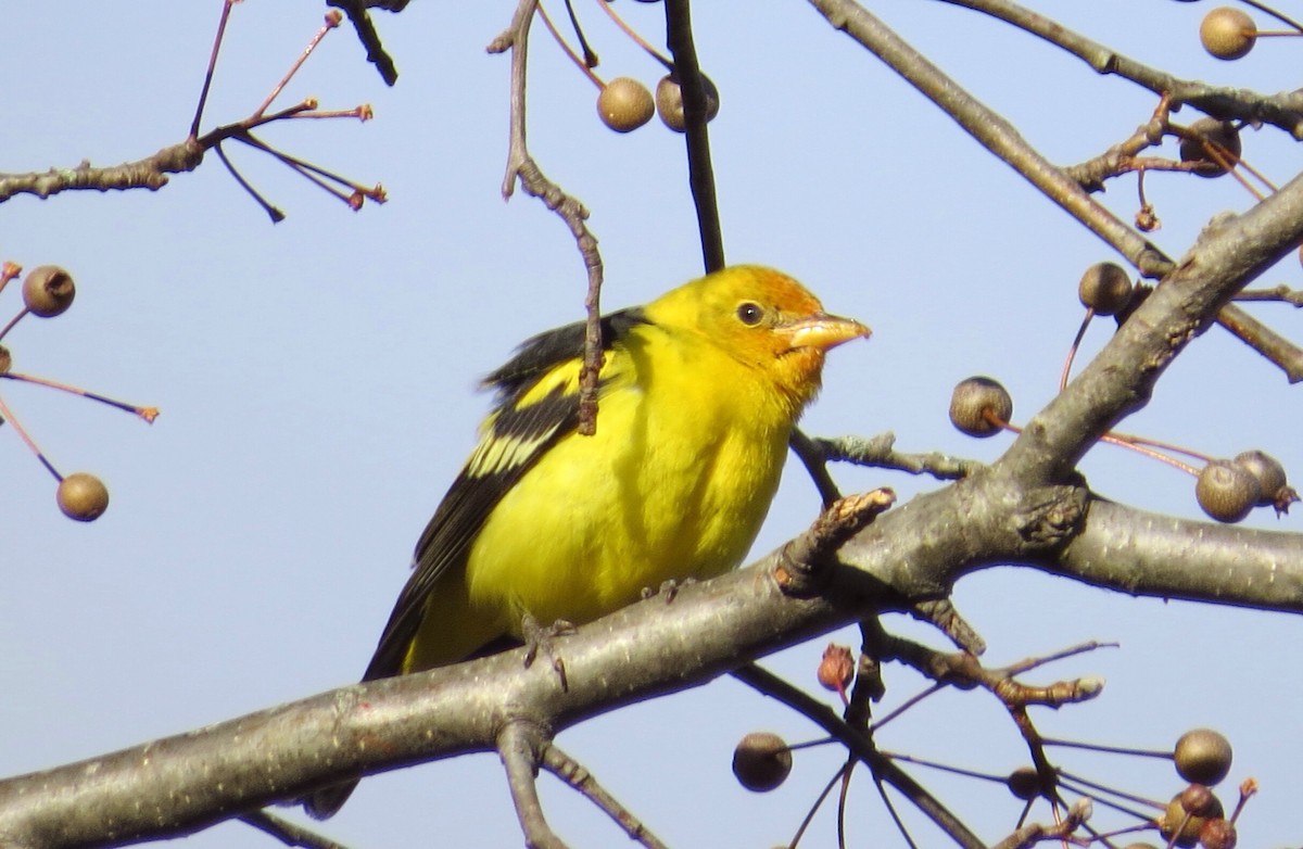 Western Tanager - Leslie Starr