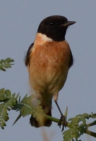Siberian Stonechat - ML133510531