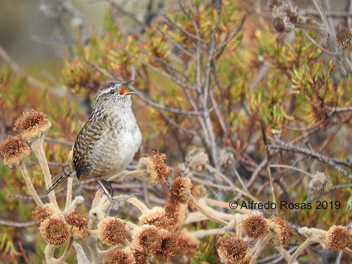 Merida Wren - ML133513501