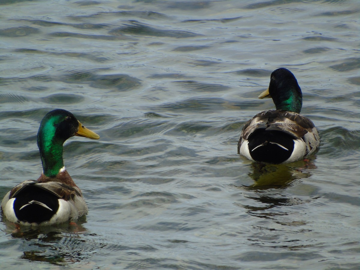 Fehlfarben-Stockente/Hausente - ML133514051