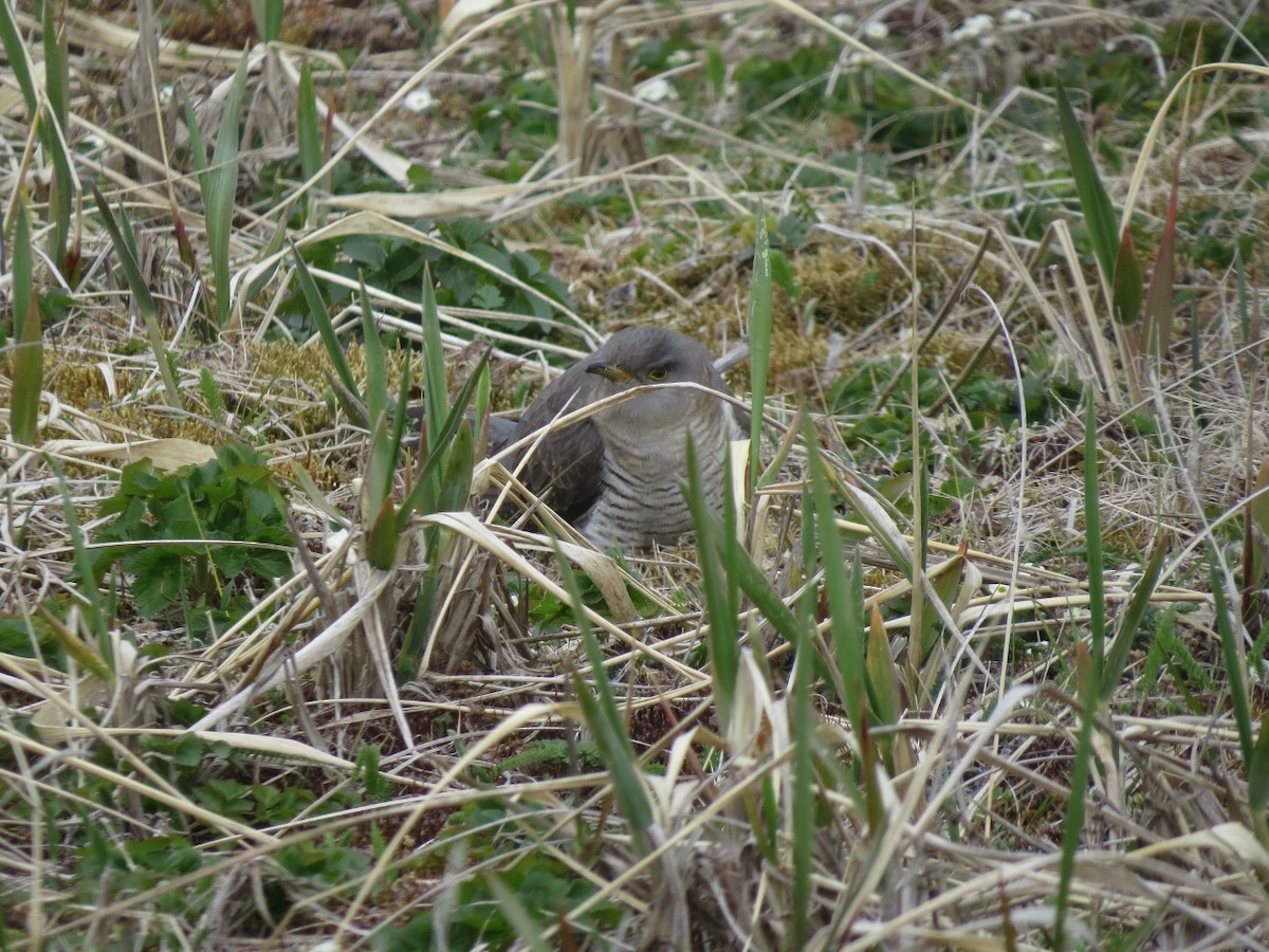 Oriental Cuckoo - Scott Schuette