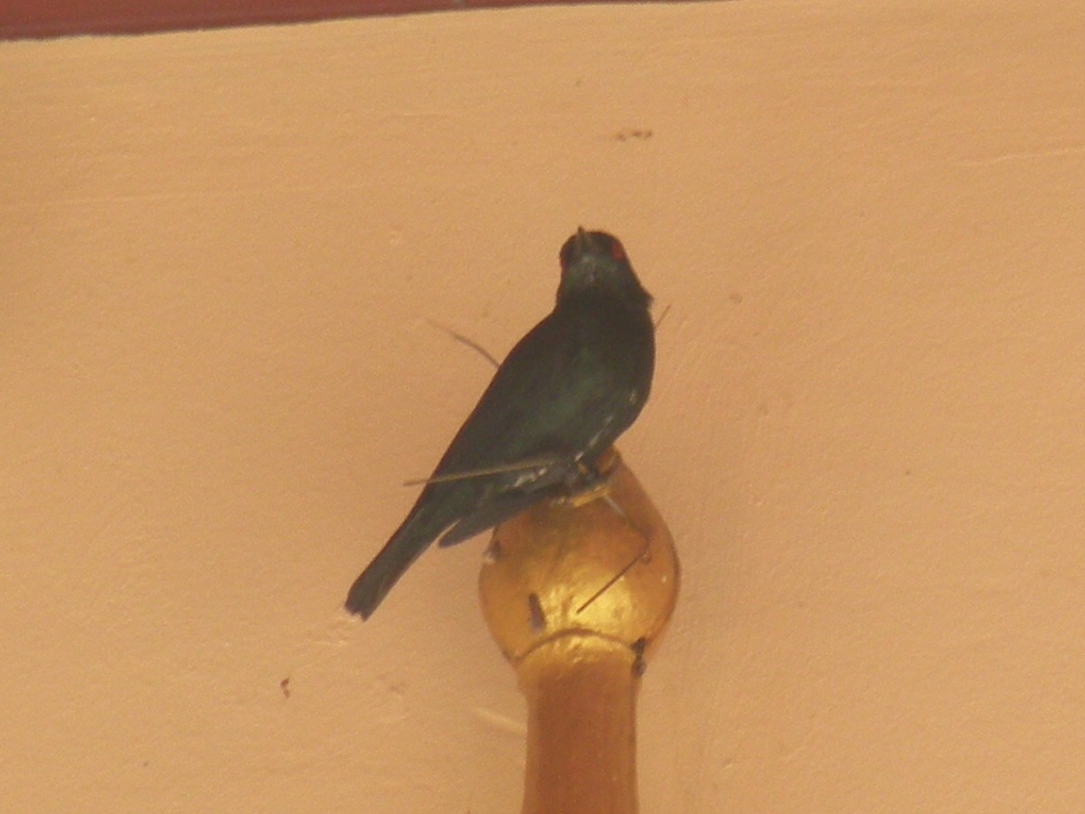 Asian Glossy Starling - ML133515031