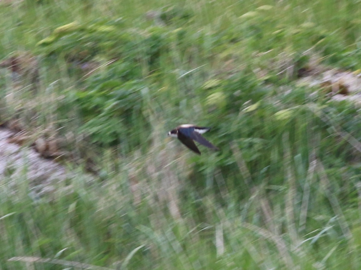 White-throated Needletail - ML133515131