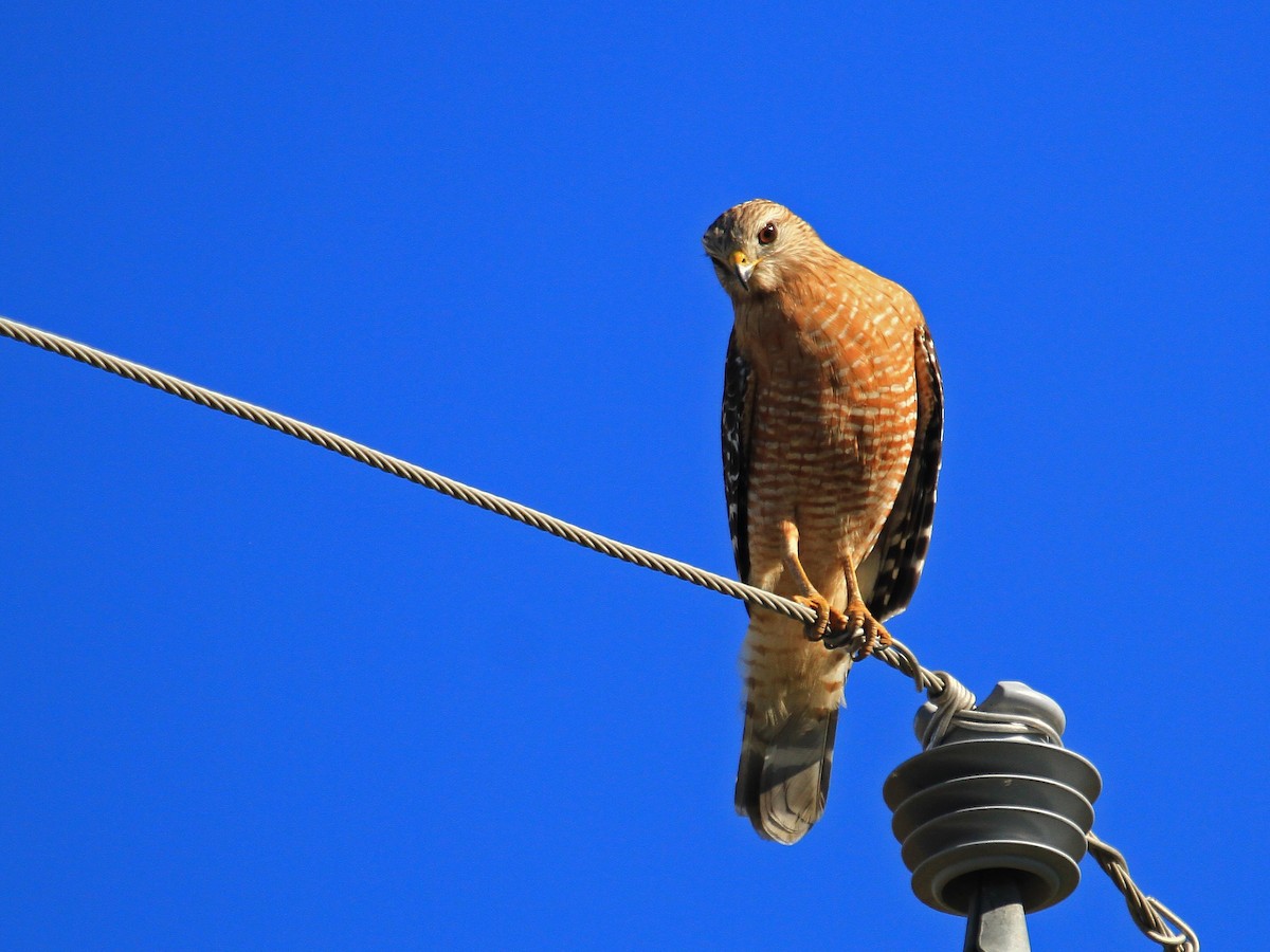 Red-shouldered Hawk - ML133515221