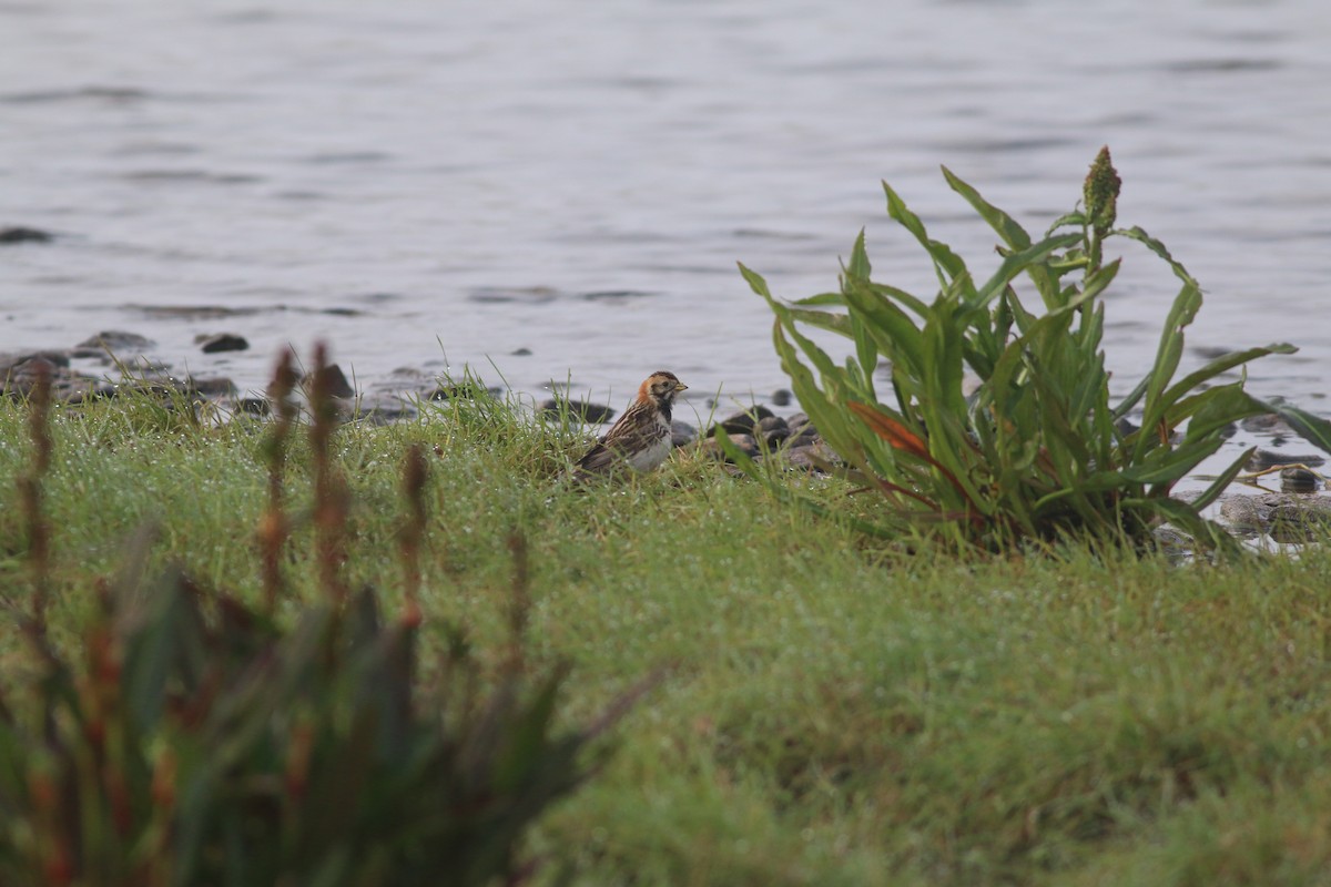 Lapland Longspur - ML133515461