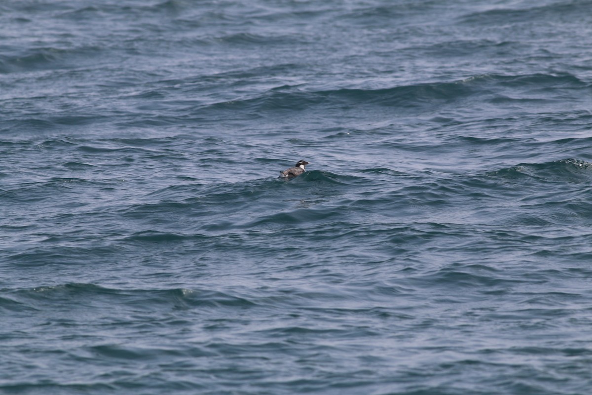 Guillemot à cou blanc - ML133515601