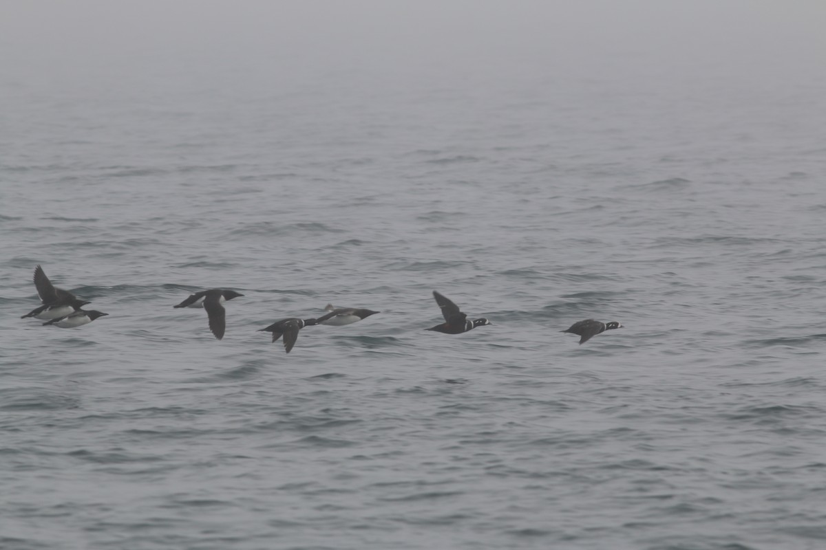 Harlequin Duck - ML133515611